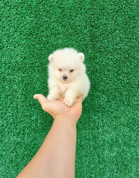 Spitz Alemão Anão Fêmea e Macho ( Lulu da Pomerânia Mini)