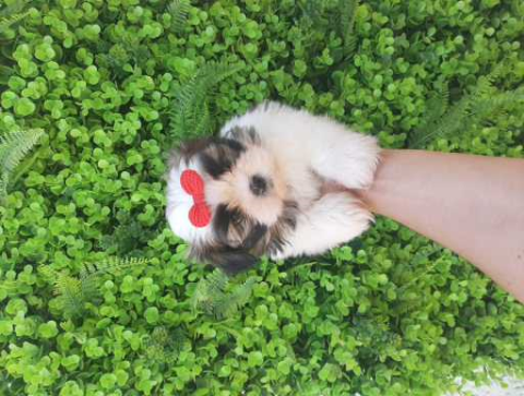 Shih Tzu Mini Fêmea e Macho Tricolor ( Linhagem Exótica)