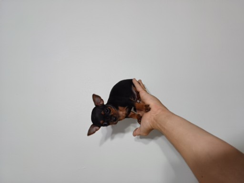 Pinscher Zero 0 Fêmea e Macho